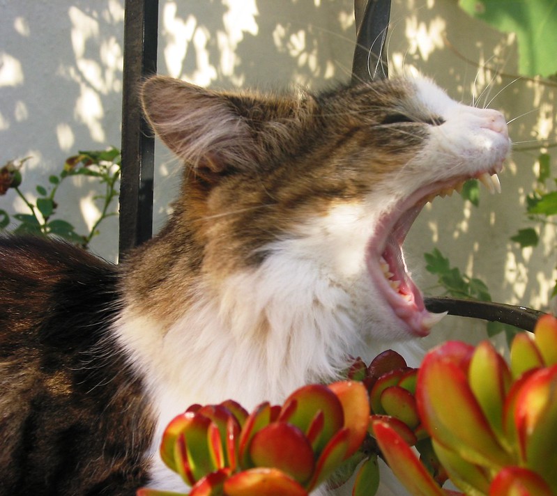 gatto aggressivo maine coon