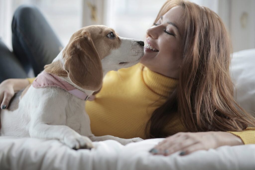 Beagle e gatti