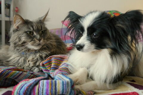Quali sono le razze canine che vanno più d’accordo con i gatti?