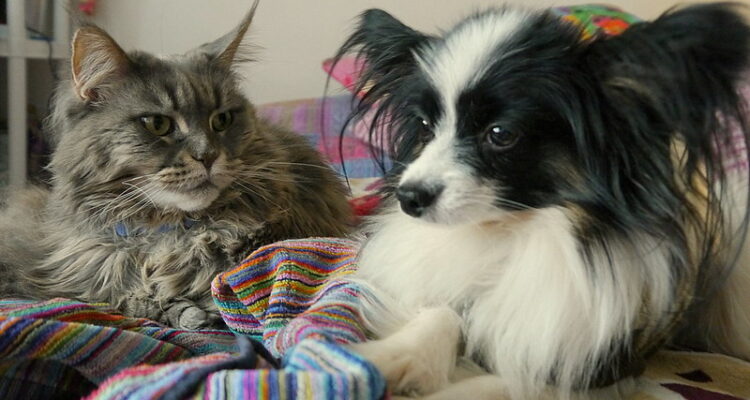 Quali sono le razze canine che vanno più d’accordo con i gatti?