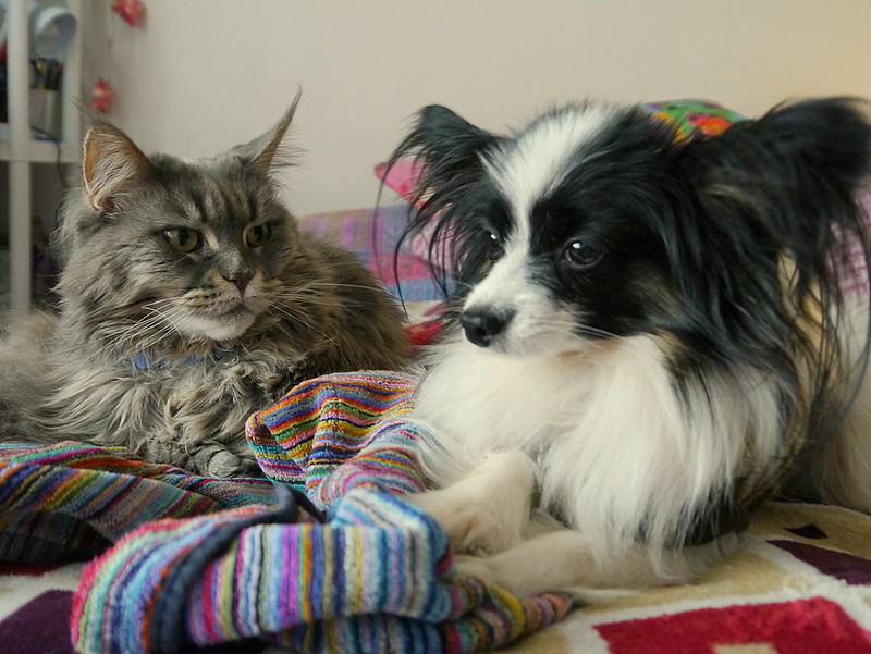 Quali sono le razze canine che vanno più d’accordo con i gatti?