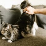 Il Maine Coon è un gatto anallergico?