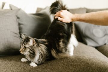 Il Maine Coon è un gatto anallergico?