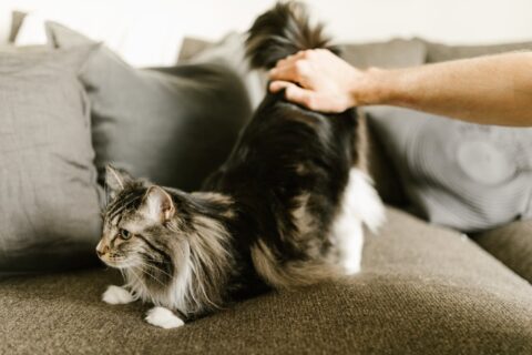 Il Maine Coon è un gatto anallergico?