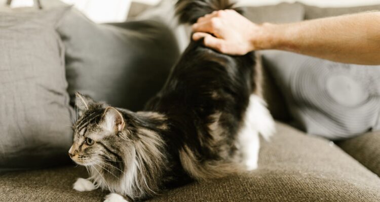Il Maine Coon è un gatto anallergico?