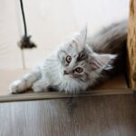 errori da non commettere con un Maine Coon