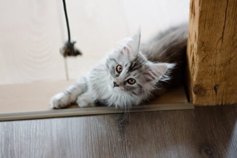 errori da non commettere con un Maine Coon