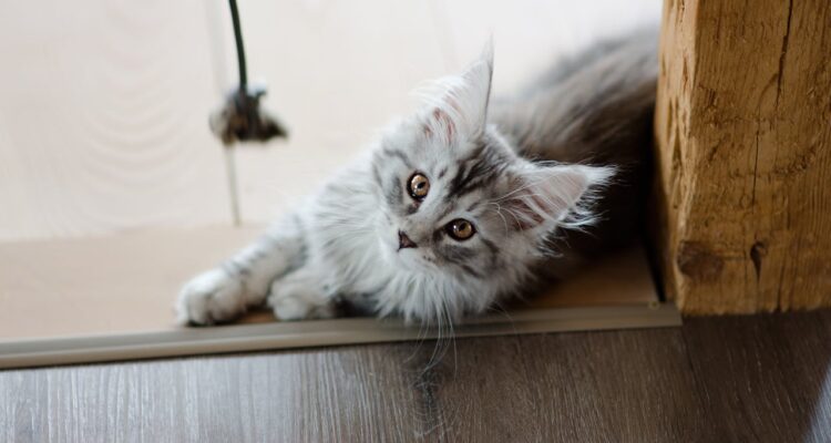 errori da non commettere con un Maine Coon