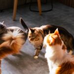 Casa a misura di gatto