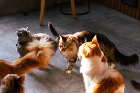 Casa a misura di gatto