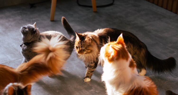 Casa a misura di gatto