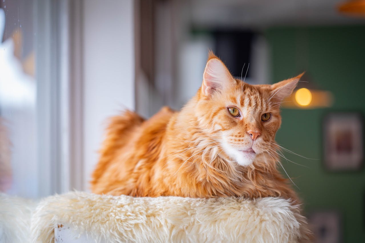 Maine Coon in relax