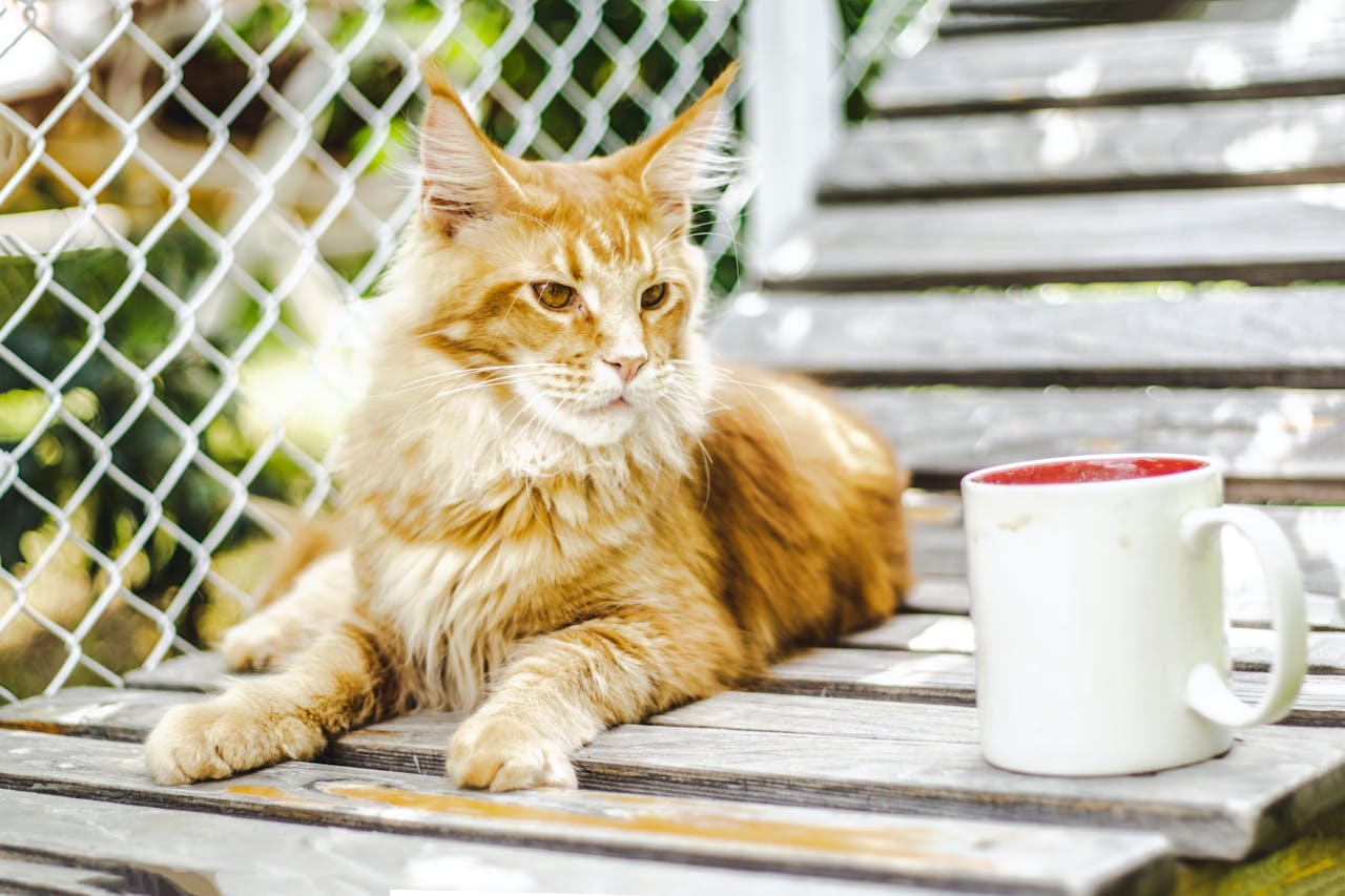 Gatto in casa e giardino