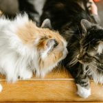 Maine Coon e attività fisica