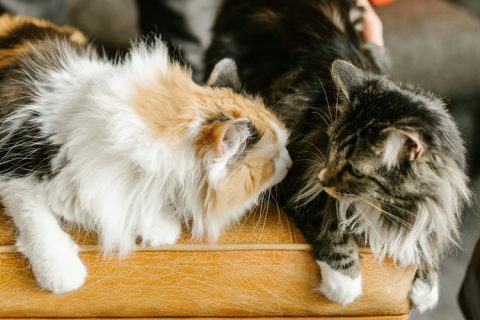 Maine Coon e attività fisica