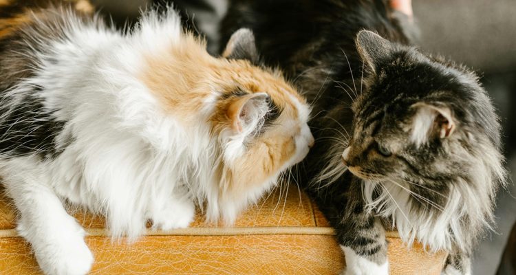 Maine Coon e attività fisica