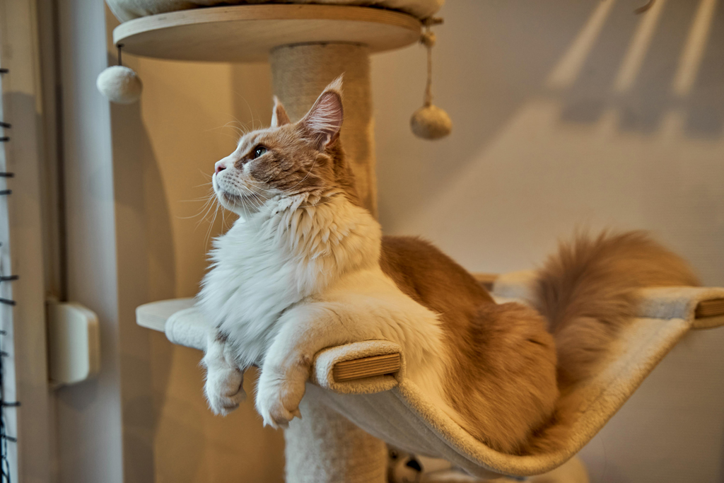 esercizi e tiragraffi maine coon
