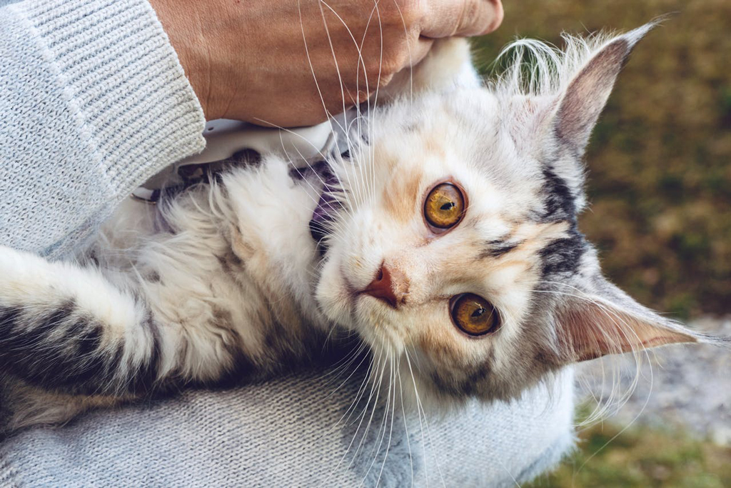 forma fisica maine coon cucciolo