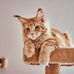 Cura del maine coon
