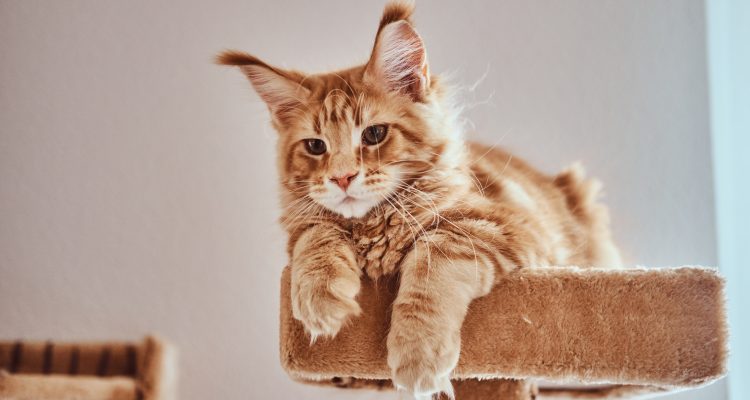 Cura del maine coon