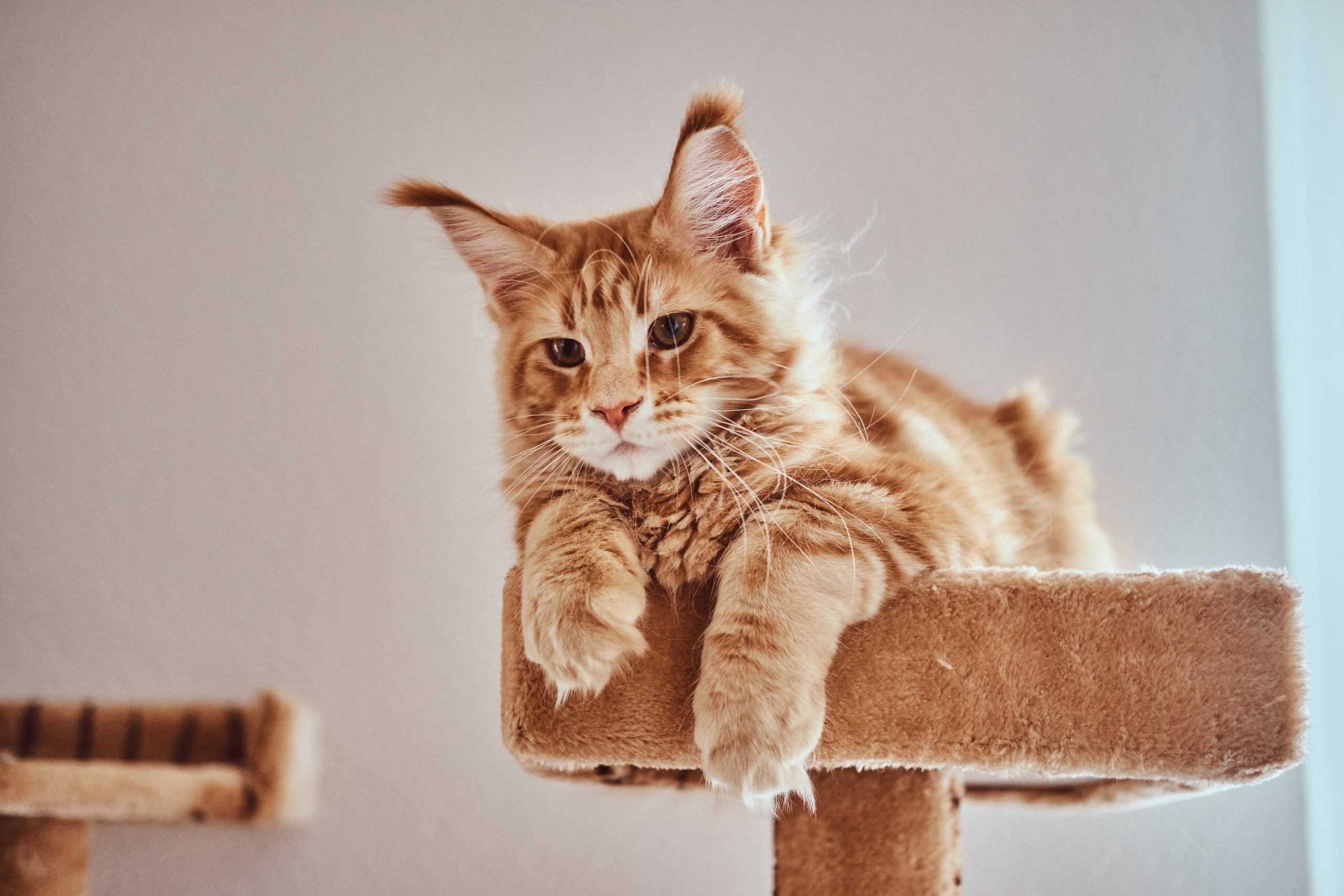 Cura del maine coon