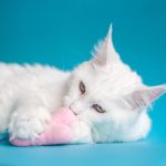 Test genetici Maine Coon Maine Coon