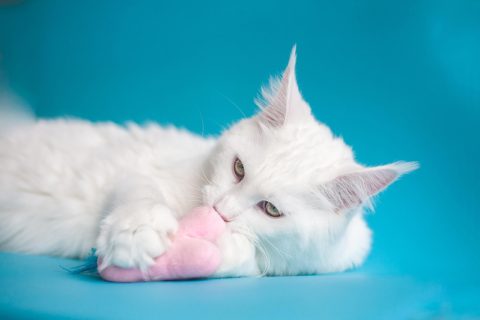 Test genetici Maine Coon Maine Coon
