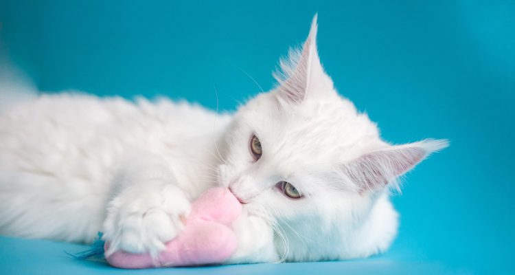 Test genetici Maine Coon Maine Coon